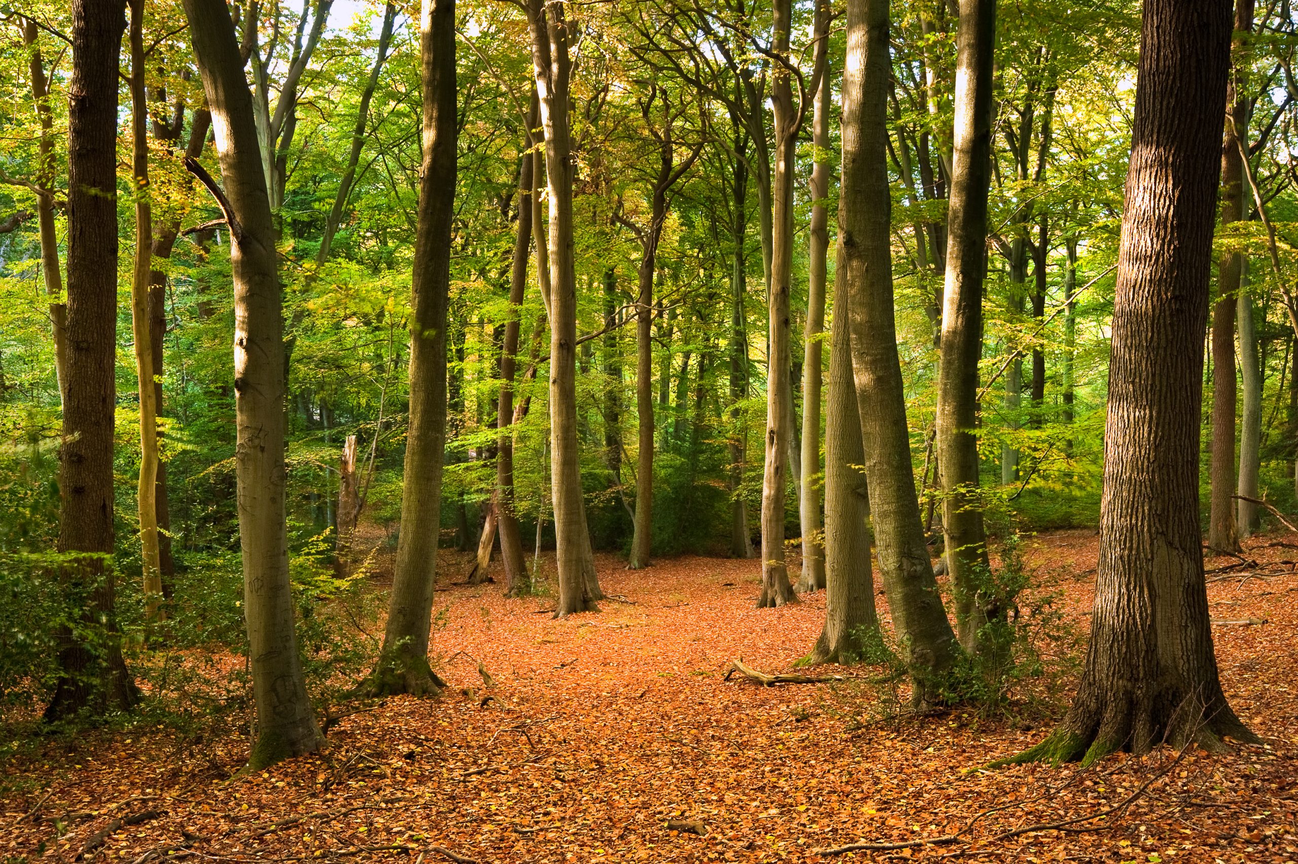 Council Protects Ruislip Woodland